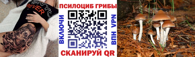 Псилоцибиновые грибы Cubensis Балашиха